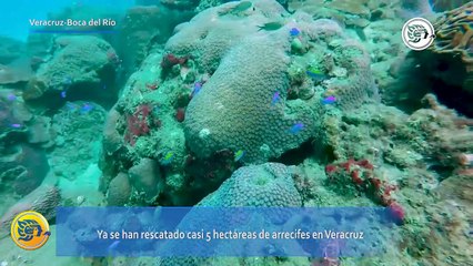 Se restauraron 5 hectáreas de arrecifes en Veracruz
