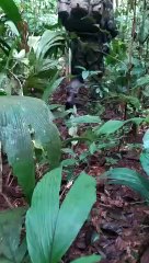 Resgate das crianças colombianas ocorreu em área de mata fechada