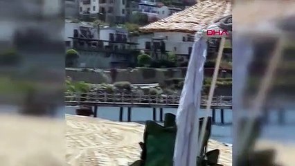 Des sangliers débarqués sur la plage de Bodrum
