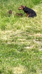 Chiot joue avec des kits de raton laveur