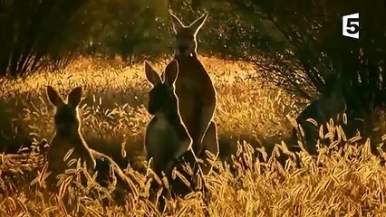 Naissance de bébé kangourou en direct - ZAPPING SAUVAGE