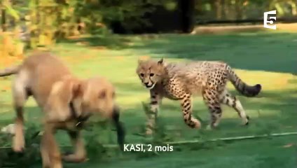 Un guépard ami avec un chien ! - ZAPPING SAUVAGE