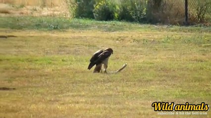 Such a fight does not happened till date. When animals messed with wrong enemy.