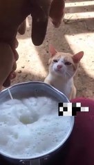 cat Cutest thing you'll see today