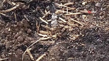 Sigara izmariti 700 dönümlük tarlayı küle çevirdi  iddiası