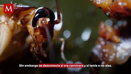 Descubren cucaracha CARNÍVORA que se creía EXTINTA hace 80 años; hay FAMILIAS completas