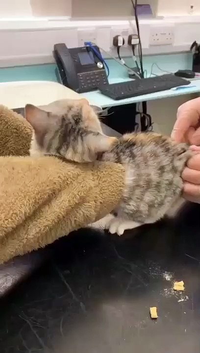 cat Cutest thing you'll see today
