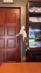 A cat opens the door in a strange way