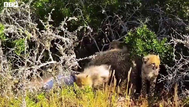 Here's Mother Cheetah Teach Their Cubs Hunting ATP Earth