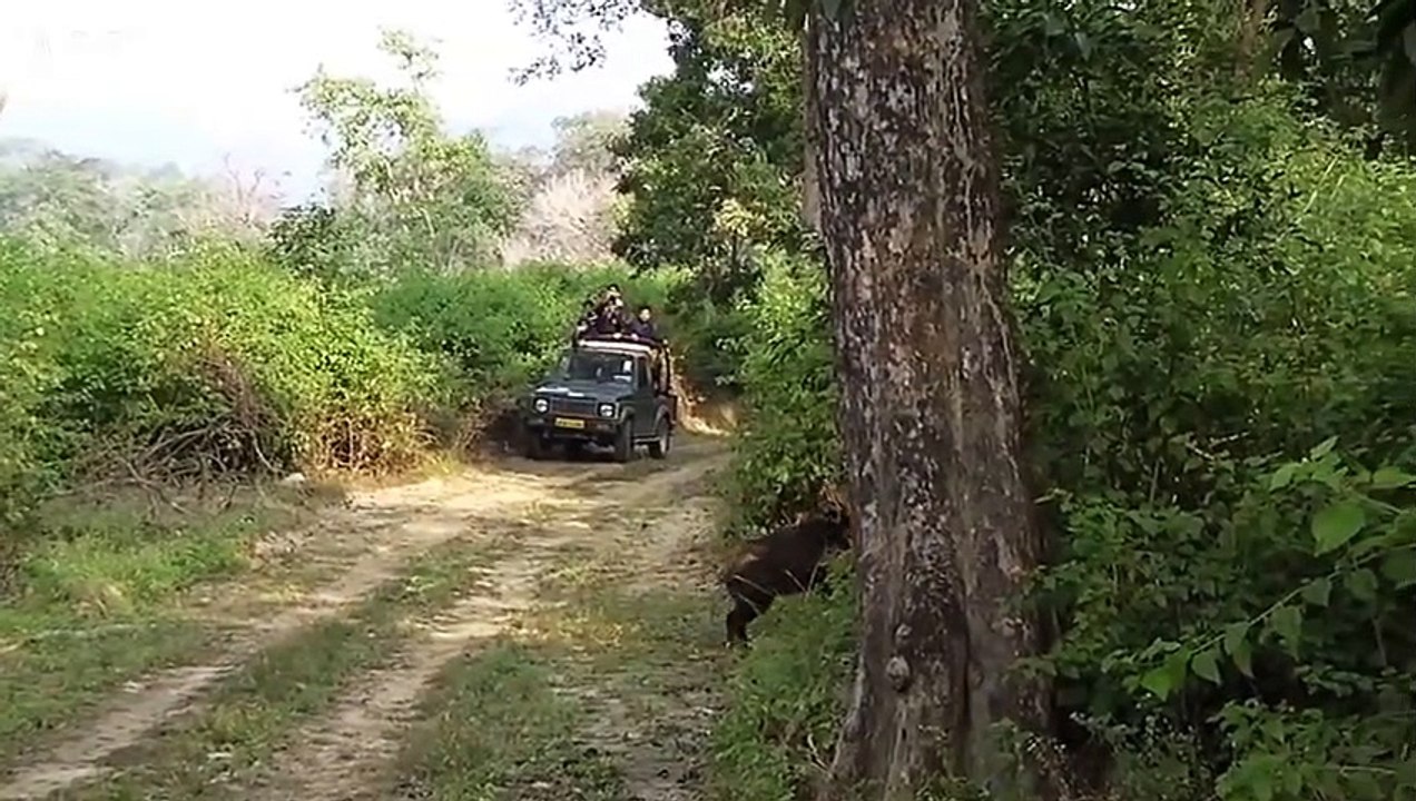 Tiger Attack Wild Boar - Who Will Win   ATP Earth