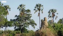 Amazing! Leopard Trying Attack Two Fighting Impala   ATP Earth