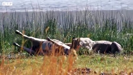 Fierce Wrestling Between Lion vs Zebra - Animal Video   ATP Earth