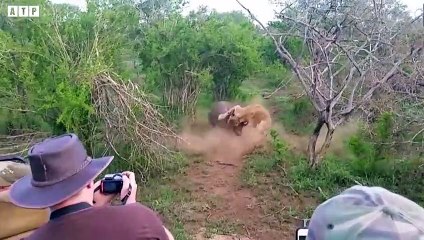 CRAZY!Fight To Live, Lion Take Down Wildebeest but Fight Back - Animal Video   ATP Earth