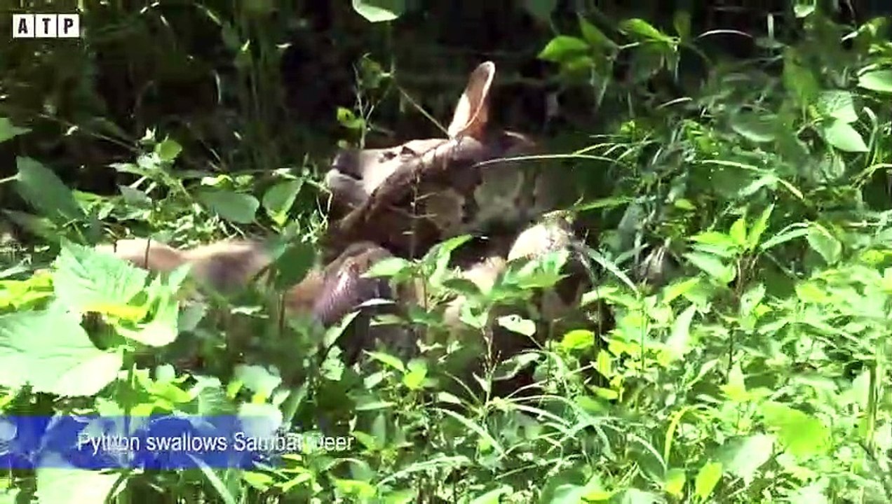 What Happen! Python Attack Large Prey - Animal Fighting   ATP Earth