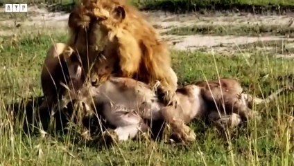 Male Lion Attack and Eat Lion - Animal Fighting   ATP Earth