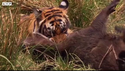 Tiger Attack and Eat Deer - Animal Fighting   ATP Earth