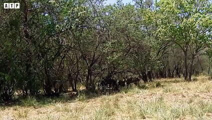 [Close-Up] Wild Dog Attack and Eat Alive Impala - Animal Fighting   ATP Earth