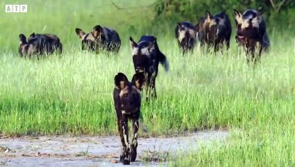 African Wild Dogs Attack and Eat Warthog - Animal Fighting   ATP Earth