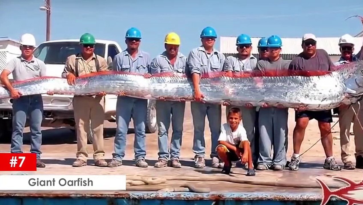 10 Abnormal Große Tiere die es wirklich gibt