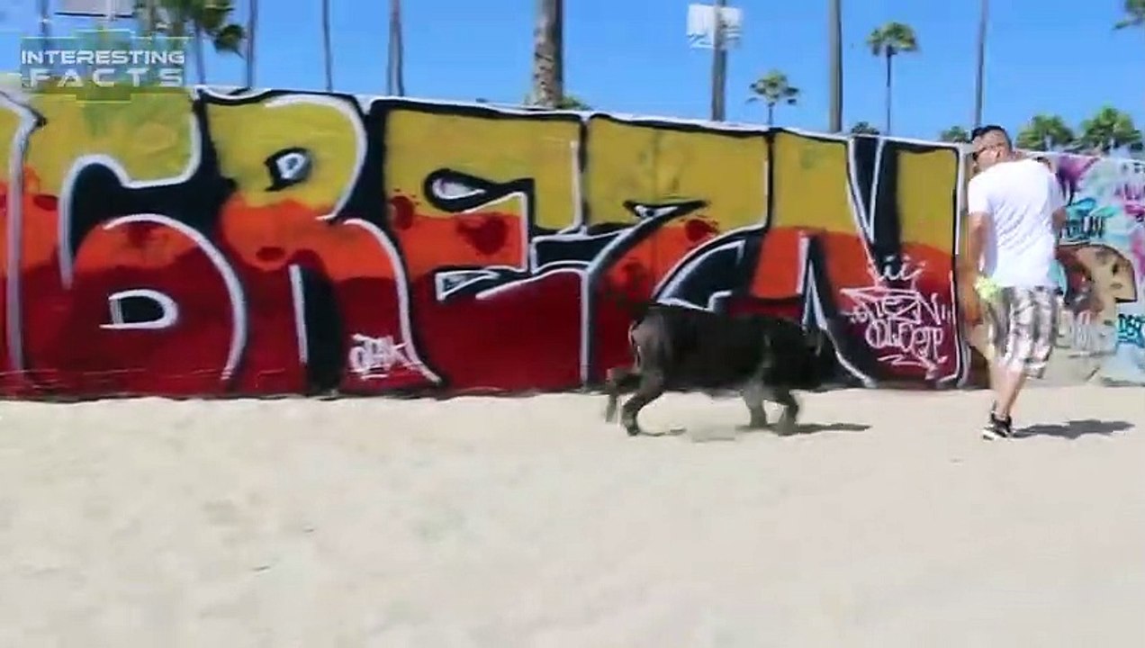 10 Abnormal Große Hunde - Die es wirklich gibt