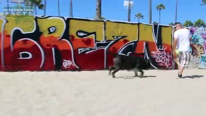 10 Abnormal Große Hunde - Die es wirklich gibt