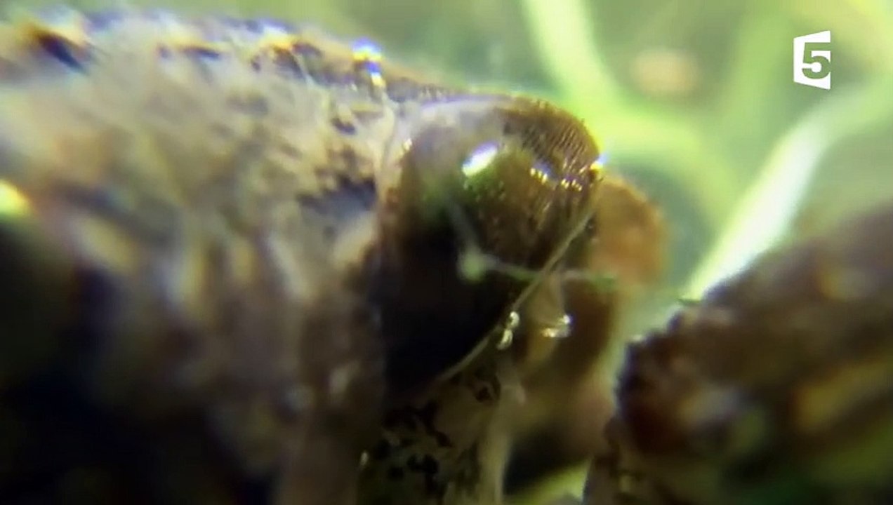 Une punaise géante tue une grenouille ! - ZAPPING SAUVAGE