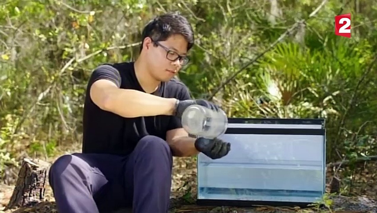 Des fourmis construisent un radeau ! - ZAPPING SAUVAGE