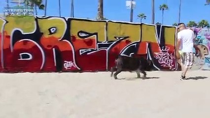 10 Abnormal Große Hunde - Die es wirklich gibt