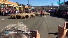 Festival of the Fleeces grand parade