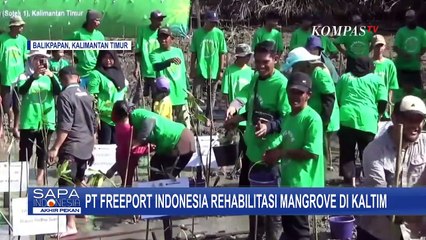 Hari Lingkungan Hidup Sedunia, PT Freeport Indonesia Rehabilitasi Hutan Mangrove di Kaltim!