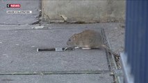 Les Parisiens et la «possible cohabitation» avec les rats