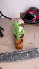Cute Puppy Encounters Dancing Cactus