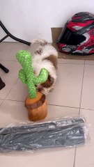Cute Puppy Encounters Dancing Cactus