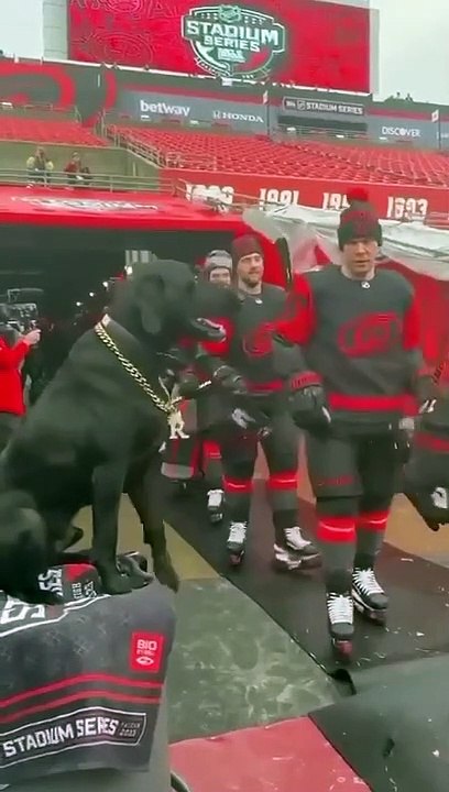 Funny dogs Video