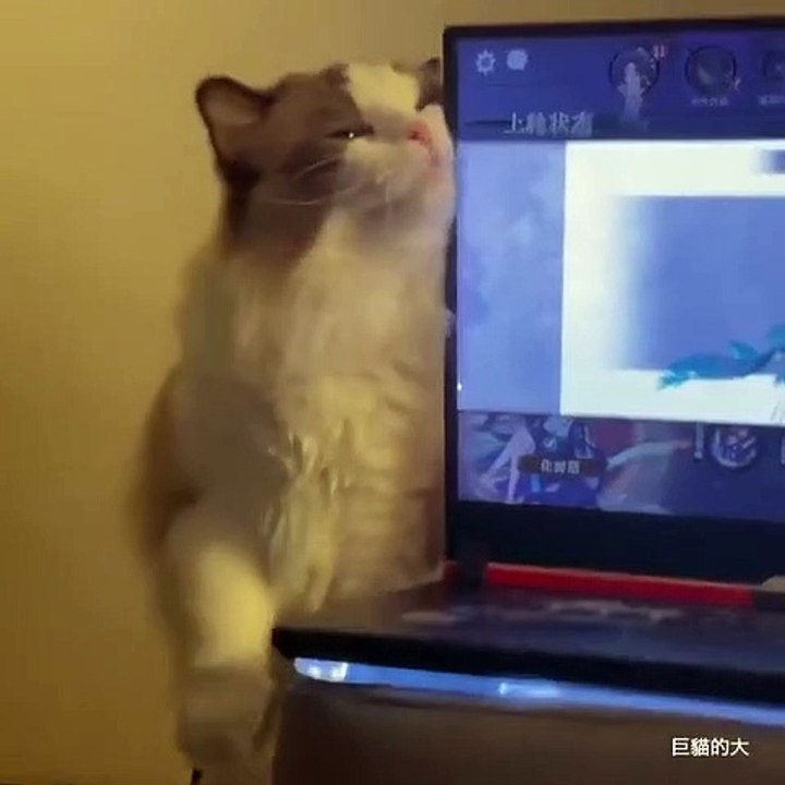 Cat is laptop off