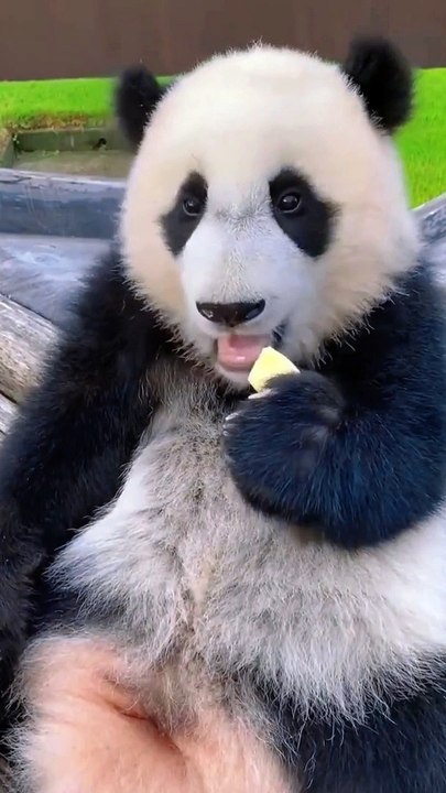 Little Panda Just Teething❤️Teeth Very Small