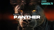 The Panther in Mythology and Legend: A Symbol of Strength and Courage