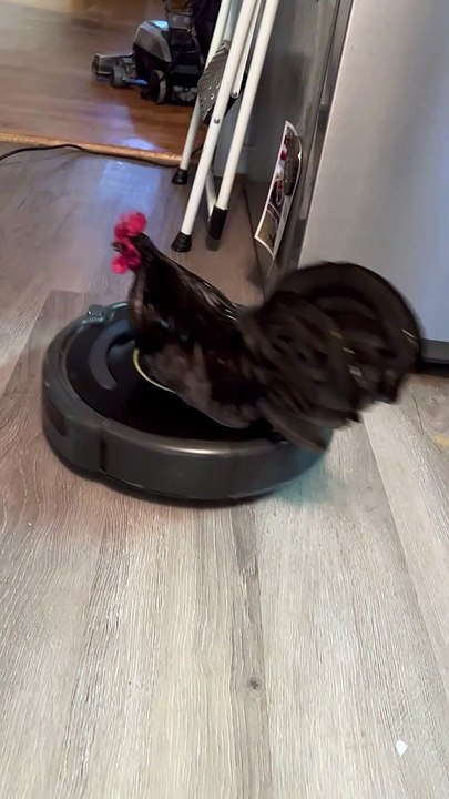 Poultry in Motion