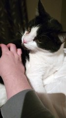 Cat Bleps As Owner Scritches