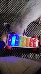 Pig Plays Songs on Xylophone Toy
