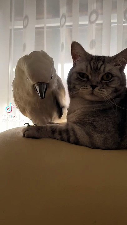 Cokato  loves cat