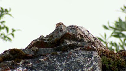 MeatEater - The Greatest Draw Alaska Dall Sheep