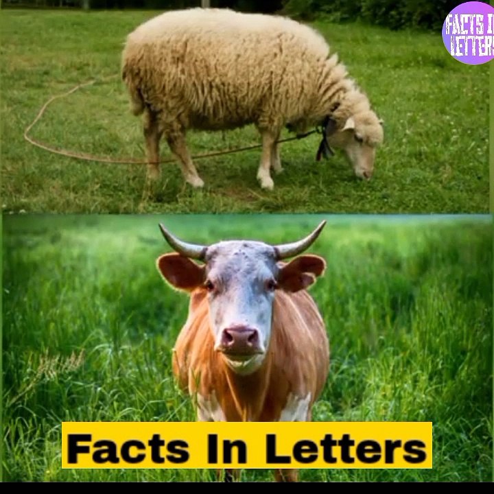 Unbelievable rules in the world .