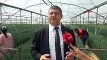 La saison de récolte des clous de girofle a commencé à Isparta： 15 millions de dollars d'exportation sont visés