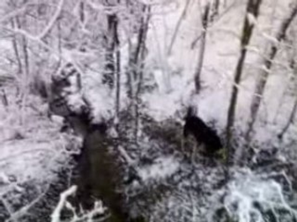 mes chiens