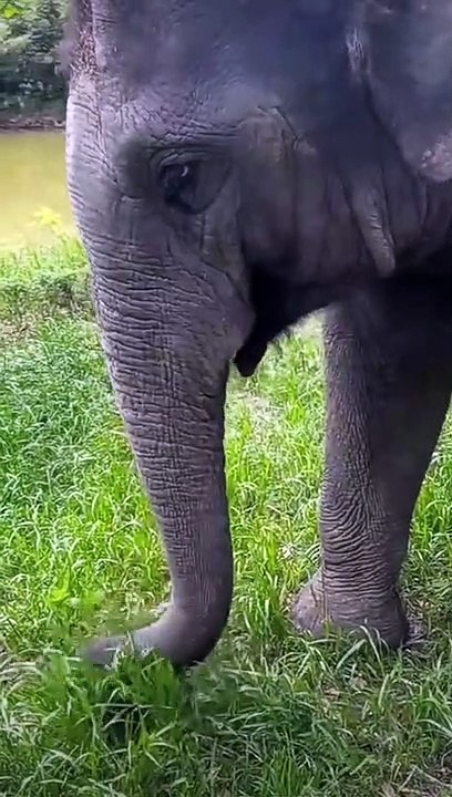 Refreshing Retreat Watch an Elephant Revel in a Soothing Shower after a Satisfying Grass Feast