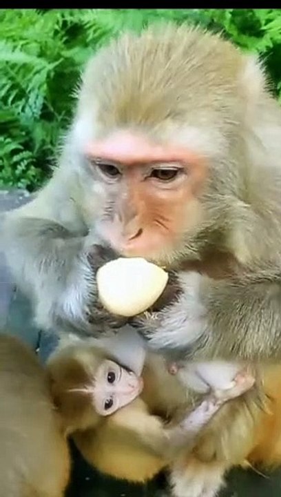 Delightful Encounters Witness the Playful Interaction Between a Monkey and a Generous Tourist