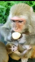 Delightful Encounters Witness the Playful Interaction Between a Monkey and a Generous Tourist