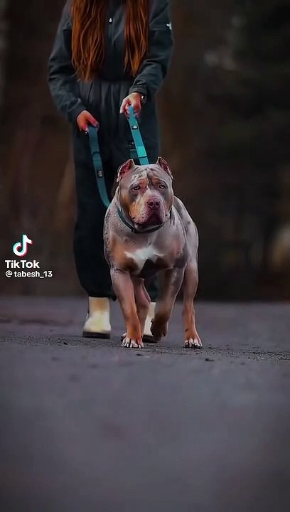 Pet Bull _ pet lovers❤️ _ foryou