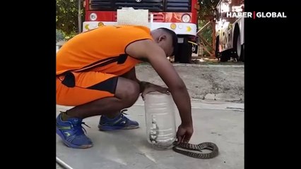 İnanılmaz bir sakinlikte yılanı yakaladığı anlar gündem oldu